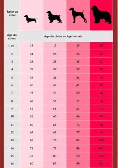 âge du chien en âge humain